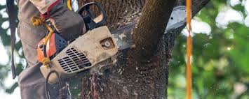 How Our Tree Care Process Works  in  Paoli, PA