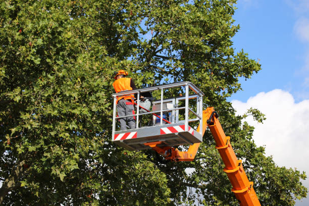 Reliable Paoli, PA Tree Services Solutions